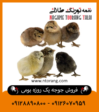 فروش جوجه یکروزه بومی 